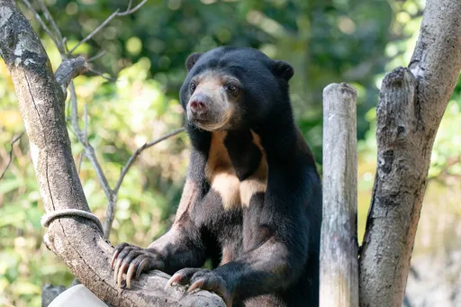 要說再見了！小熊妹、熊霸將遠赴日本　當馬來熊保育大使