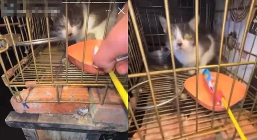新竹國中生「把貓關籠子」用鞭炮炸！網友全怒了：太殘忍
