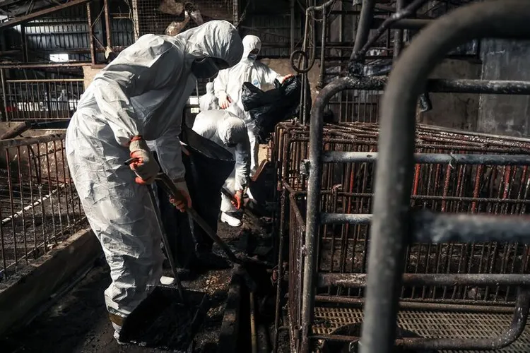 爆發非洲豬瘟的台中洽興養豬場，陳姓豬農父子今被起訴。資料照片