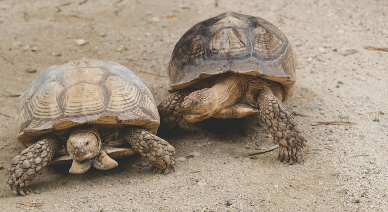 桃園國中生烏龜嘴裡塞香菸 挨批「虐待動物下地獄」!下場曝光