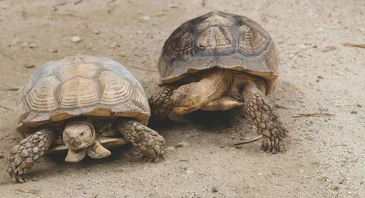 桃園國中生烏龜嘴裡塞香菸　挨批「虐待動物下地獄」！下場曝光