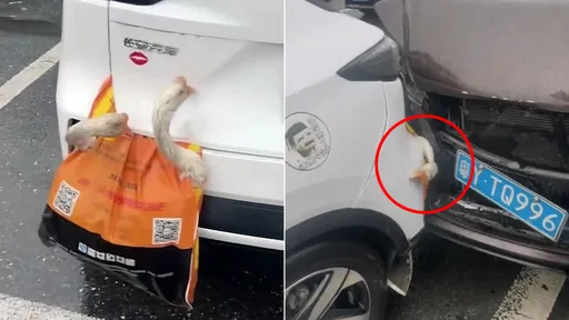 知道會死不知道這樣死！　他下車看見「追撞夾死鵝」傻眼無言