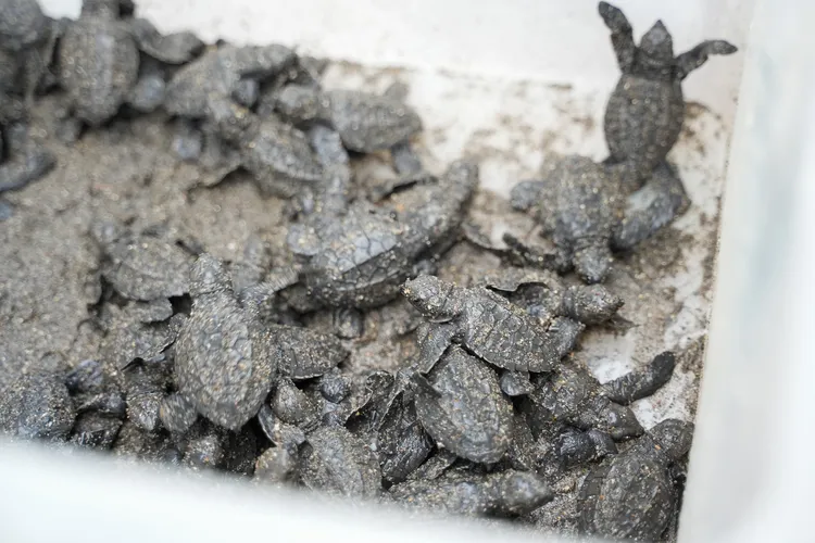 準備野放的小海龜被裝在箱中，不可用手觸摸。田欣雲攝