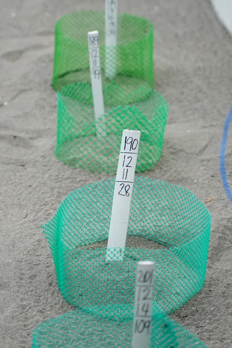 孵化場標記蒐集海龜蛋的日期及數量。圖中標籤意思是「190號巢穴、12/11蒐集28枚海龜蛋」。田欣雲攝