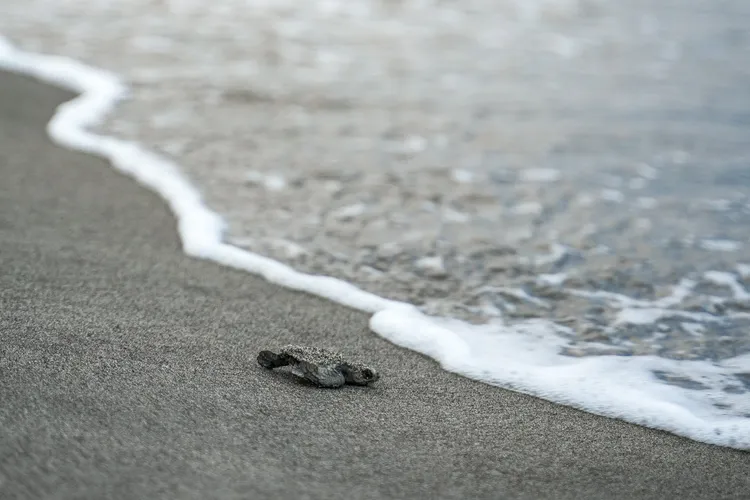 巴丹民間對自然資源的保護意識逐漸抬頭。圖為野放小海龜。田欣雲攝