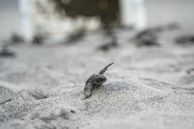 小海龜透過爬行，將這片沙灘的磁場座標深深刻入腦海。田欣雲攝