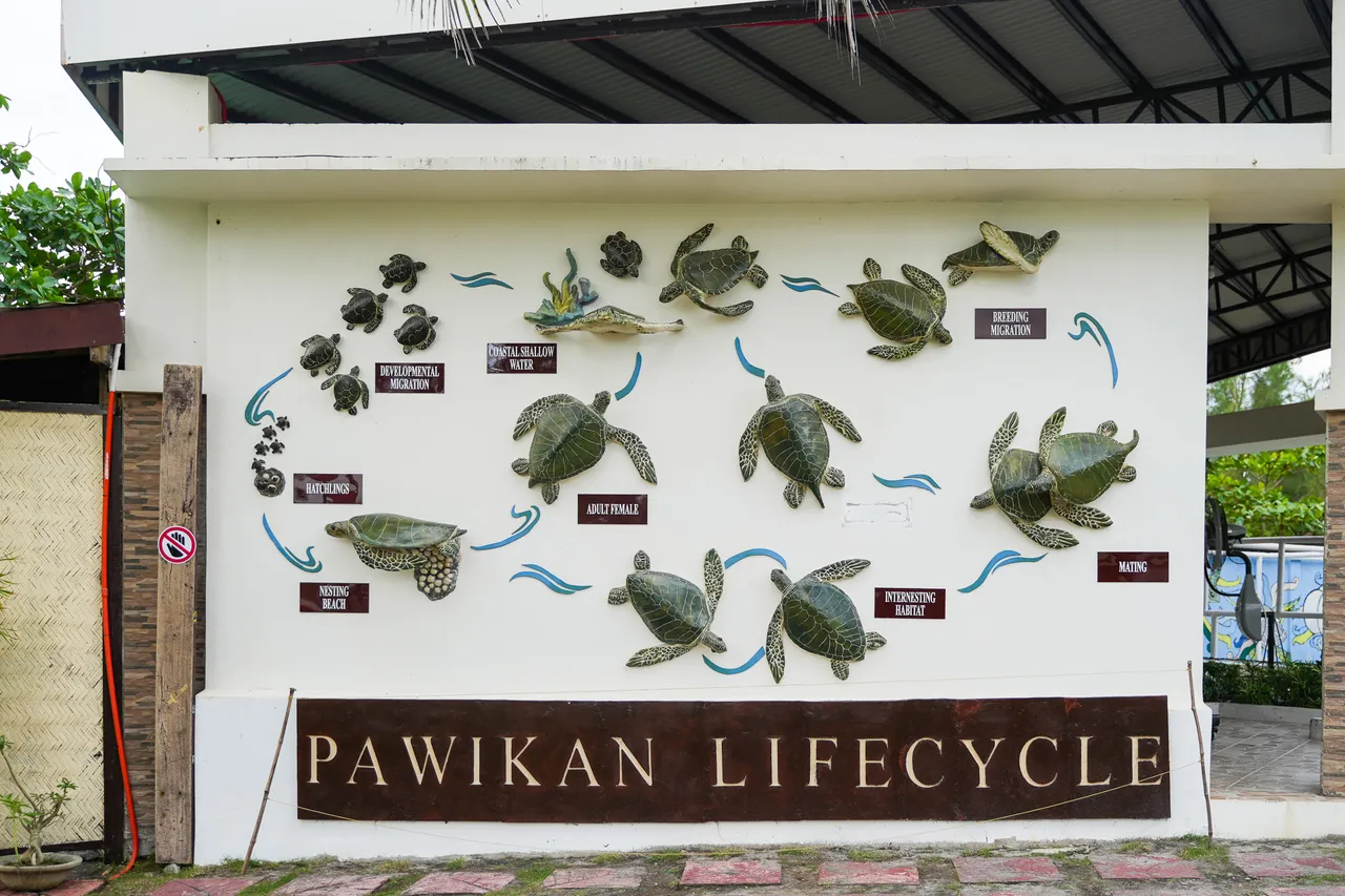 Pawikan Conservation Center展示會在當地出沒的海龜種類。田欣雲攝