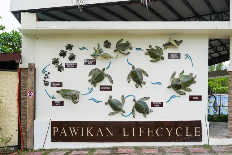 Pawikan Conservation Center展示會在當地出沒的海龜種類。田欣雲攝