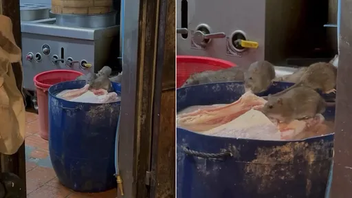 6老鼠爽嗑餐館食材　業者稱AI要告！爆料者：有影片原檔可受鑑定