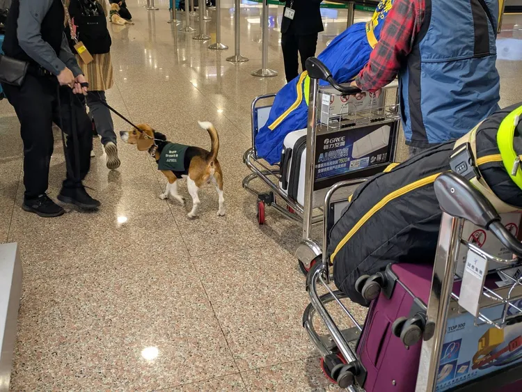 因應春節期間旅客眾多，海關加強宣導、邊境檢疫犬執勤、加強X光機查驗，嚴格取締與開罰。財政部關務署台北關提供