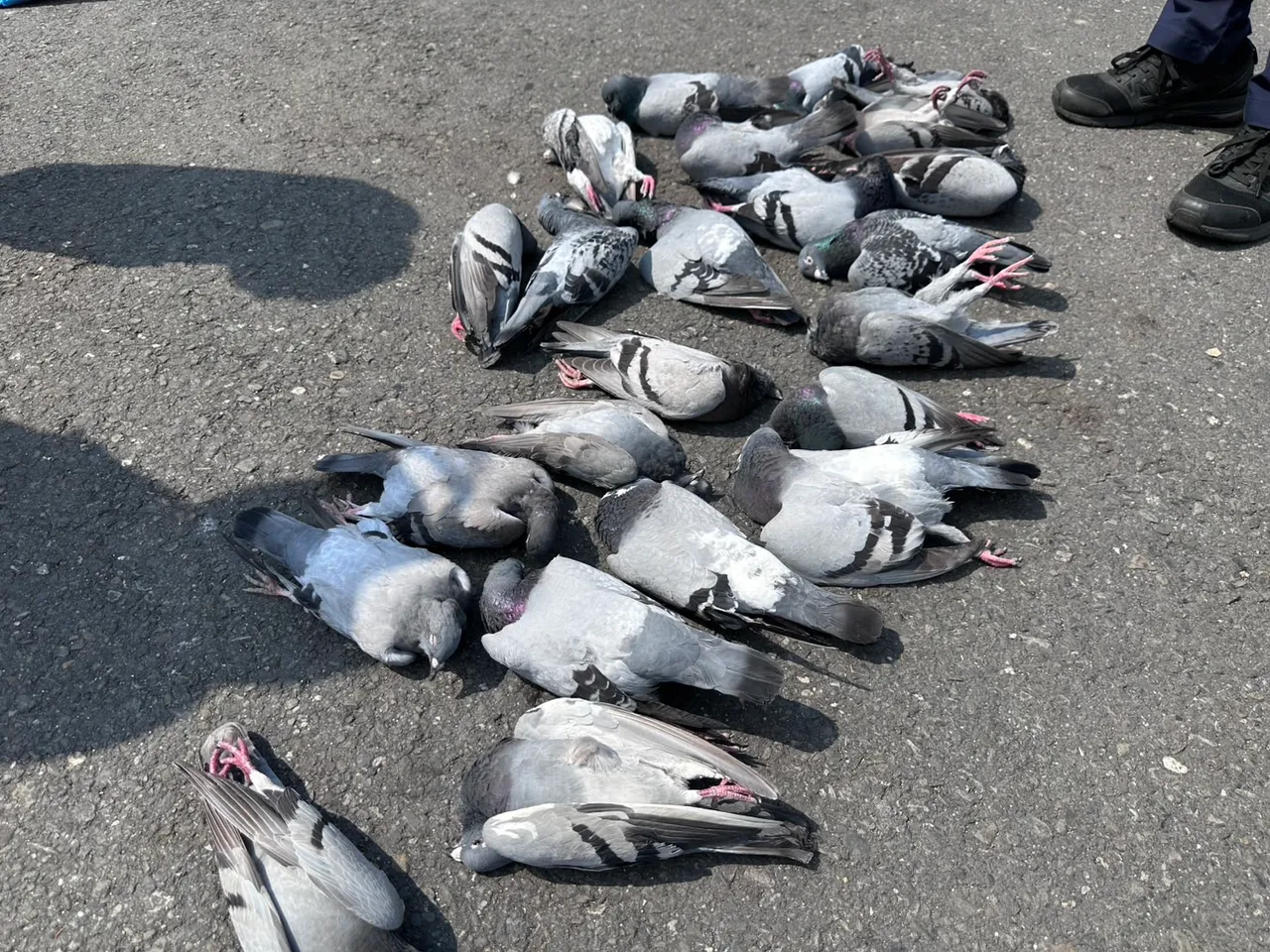 毒米殺鴿？婦餵米3分鐘24隻鴿子暴斃　高雄動保處驗毒追凶