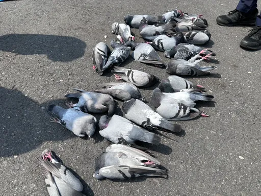 毒米殺鴿？婦餵米3分鐘24隻鴿子暴斃　高雄動保處驗毒追凶