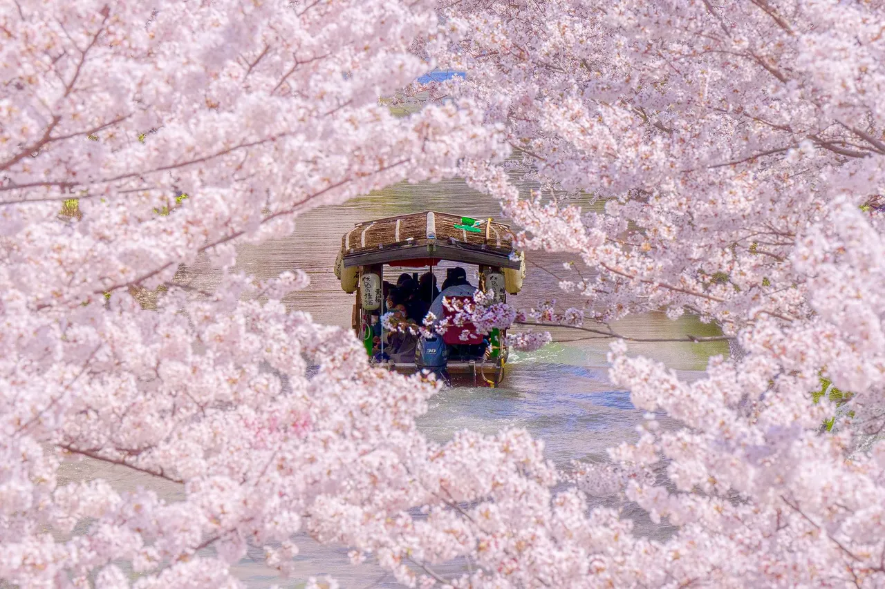 透過Klook優惠輕鬆入手浪漫十足的京都賞櫻一日遊。業者提供