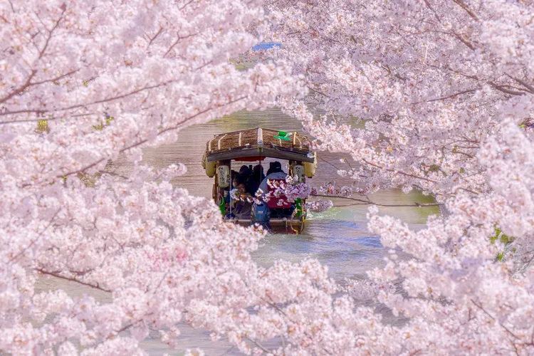 透過Klook優惠輕鬆入手浪漫十足的京都賞櫻一日遊。業者提供