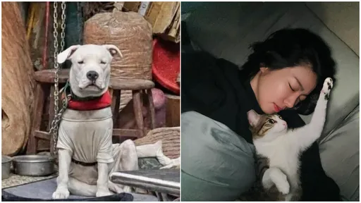 受虐母犬疑變白骨　米可白痛心：台灣需要「動保警察」