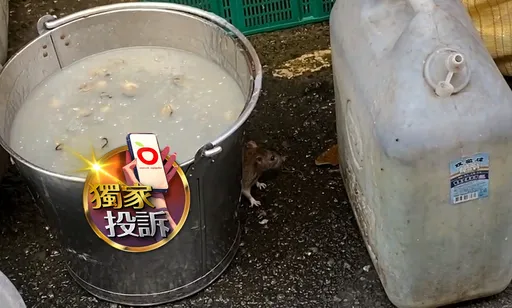 獨家投訴｜台中30年老字號蚵仔麵線遭爆「料理鼠王」出沒　生蚵擺路邊曬太陽