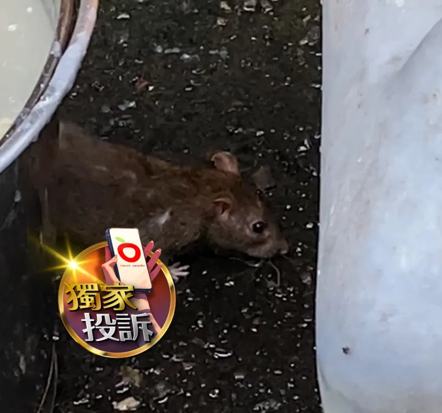 民眾拍下老鼠竄出畫面。民眾提供