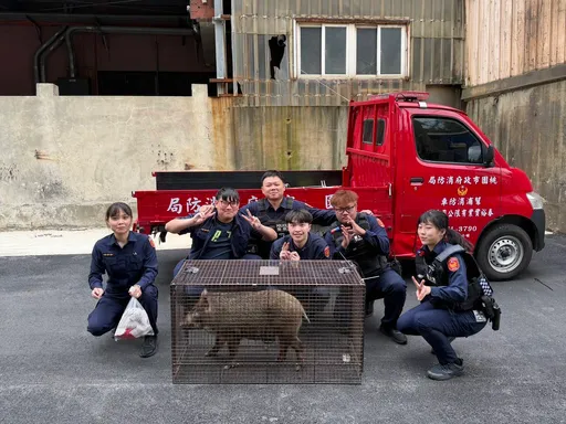 山豬大馬路上亂竄　警消這招成功誘捕入籠