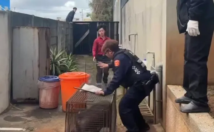 警消合力誘捕山豬。大園警分局提供