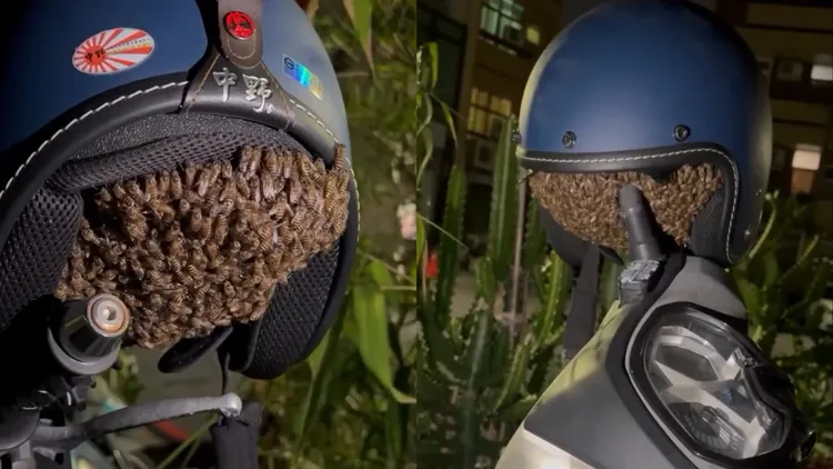 蜜蜂成群進駐一頂安全帽，恐怖畫面短短幾小時吸引超過兩百萬次瀏覽。畫面由Threads網友「@qian_1212_」授權提供