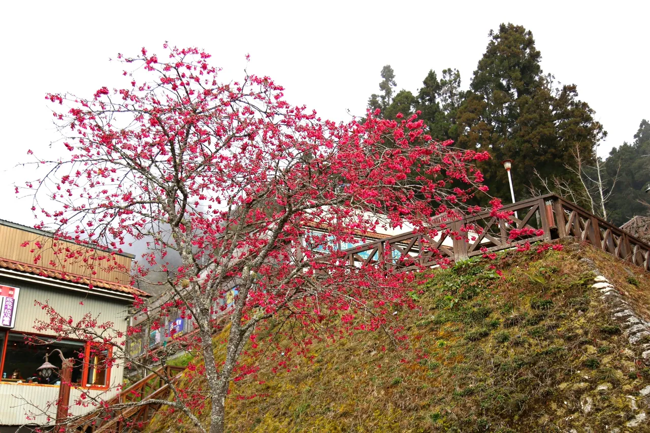 阿里山遊客中心櫻花盛開。阿里山賓館提供