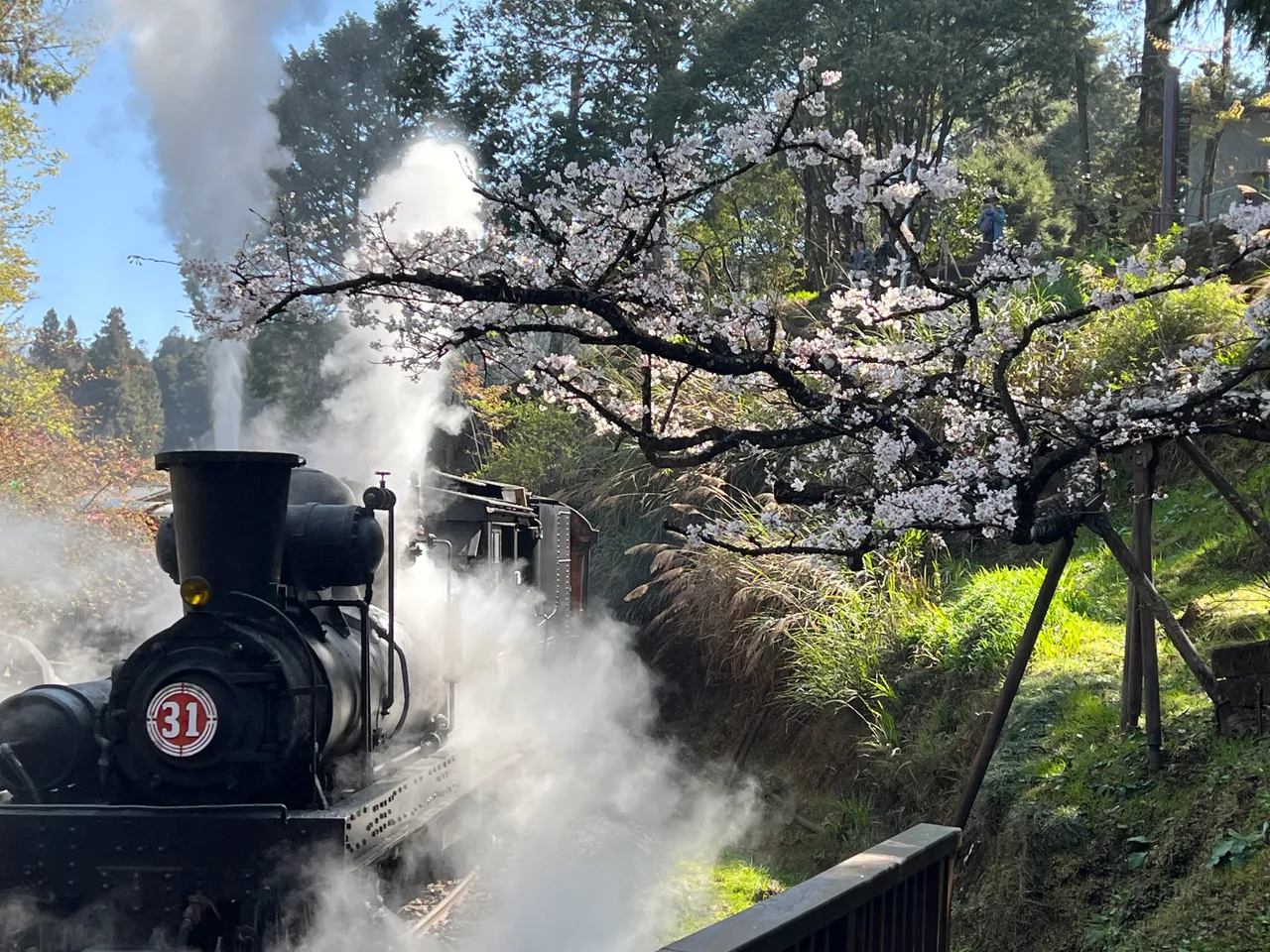 31號蒸汽火車行駛沼平車站櫻花林經典畫面。阿里山賓館蔡美瑩提供