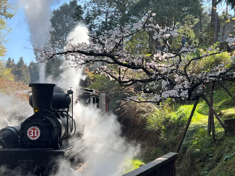 31號蒸汽火車行駛沼平車站櫻花林經典畫面。阿里山賓館蔡美瑩提供