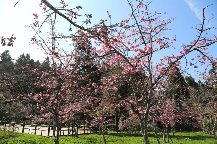 阿里山國家森林遊樂區山櫻花及阿龜櫻陸續綻放。阿里山賓館提供