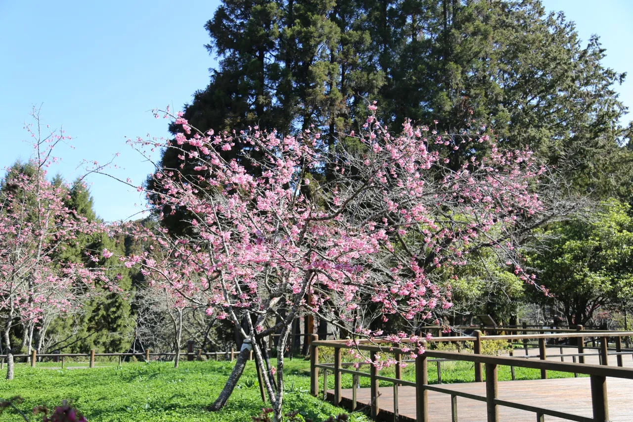 阿里山工作站前的阿龜櫻滿。阿里山賓館提供