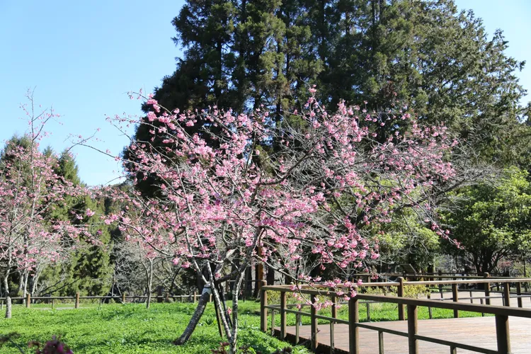 阿里山工作站前的阿龜櫻滿。阿里山賓館提供