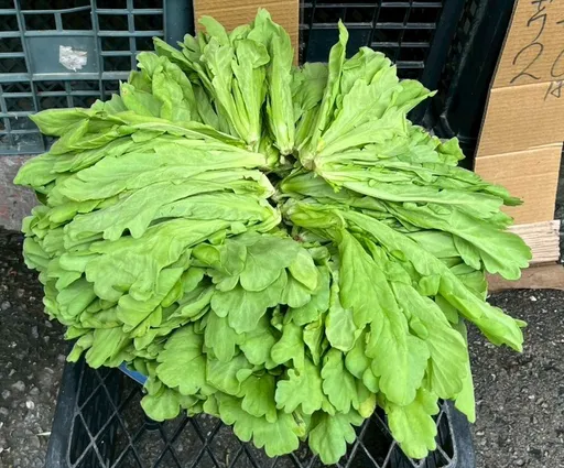 北市蔬果抽驗25%不合格！茼蒿最多　7家餐廳、通路中標