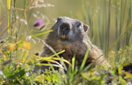 驚蟄！4生肖翻身機會來了　把握30天「貴人巔峰期」