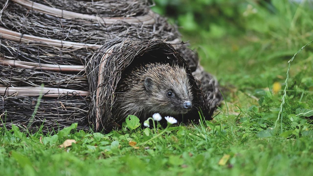 驚蟄敲開財路 3生肖人脈化為金脈