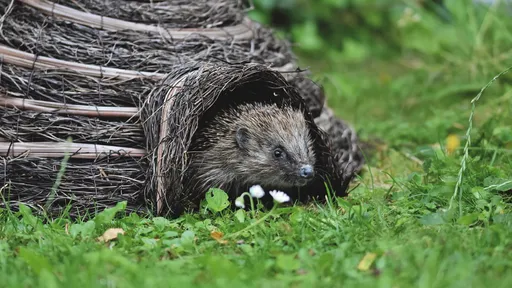 驚蟄敲開財路　3生肖人脈化為金脈