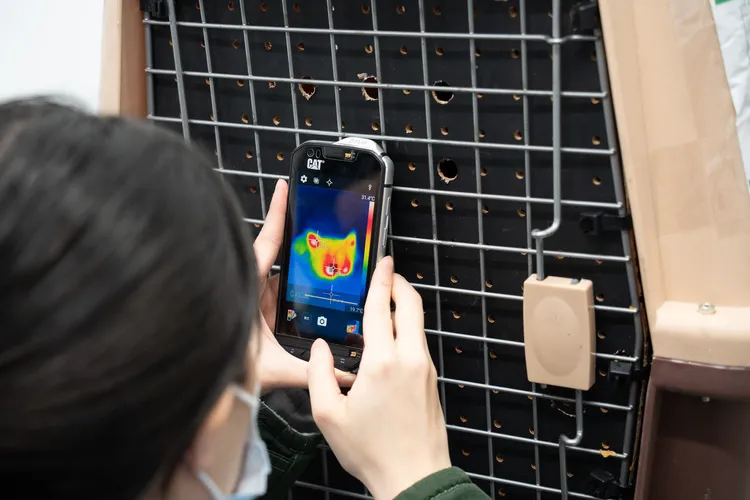 動物園人員從機場運送小貓熊入園，隨時留意動物狀態。台北市立動物園提供