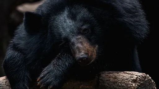 登山客被咬傷　網友都「同情熊」：真不能說牠做錯了