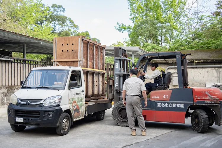 保育員引導蒙古野馬進入搬運箱，順利運送至新活動場。台北市立動物園提供