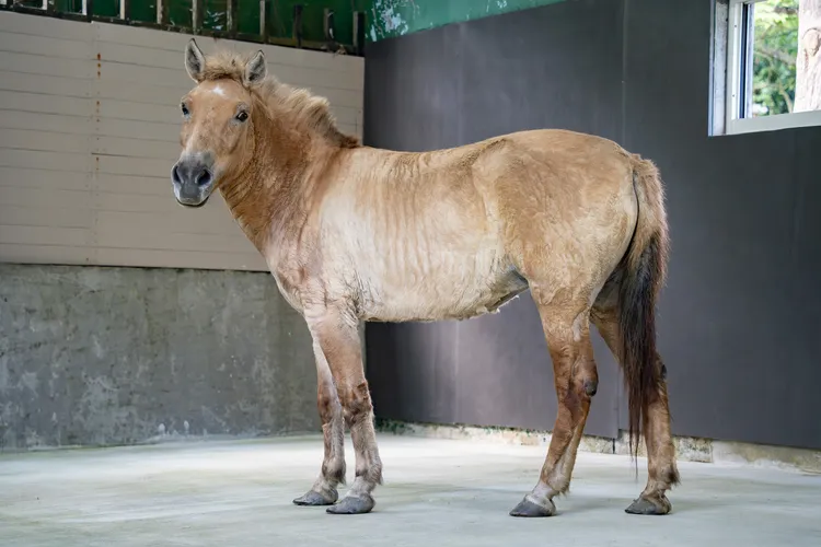 蒙古野馬入住新家後，將有更大的活動空間可自由活動。台北市立動物園提供