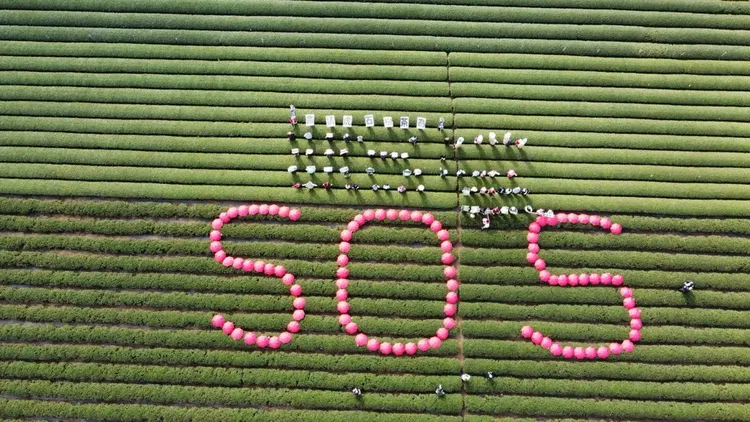 名間鄉鄉民、茶農已多次對外求救。取自名間鄉長陳翰立