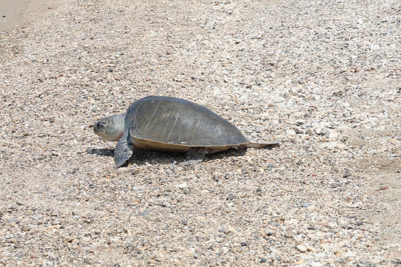 從「118報案」到第118隻海龜回家!2欖蠵龜今重返大海