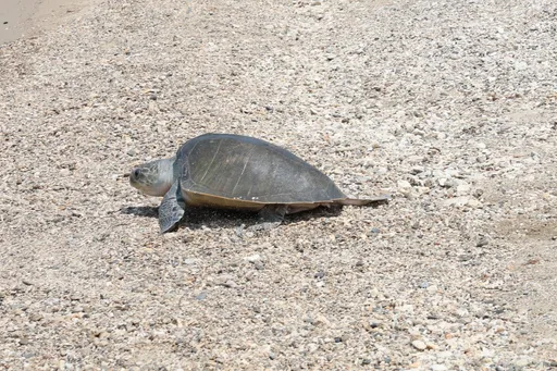 從「118報案」到第118隻海龜回家！2欖蠵龜今重返大海