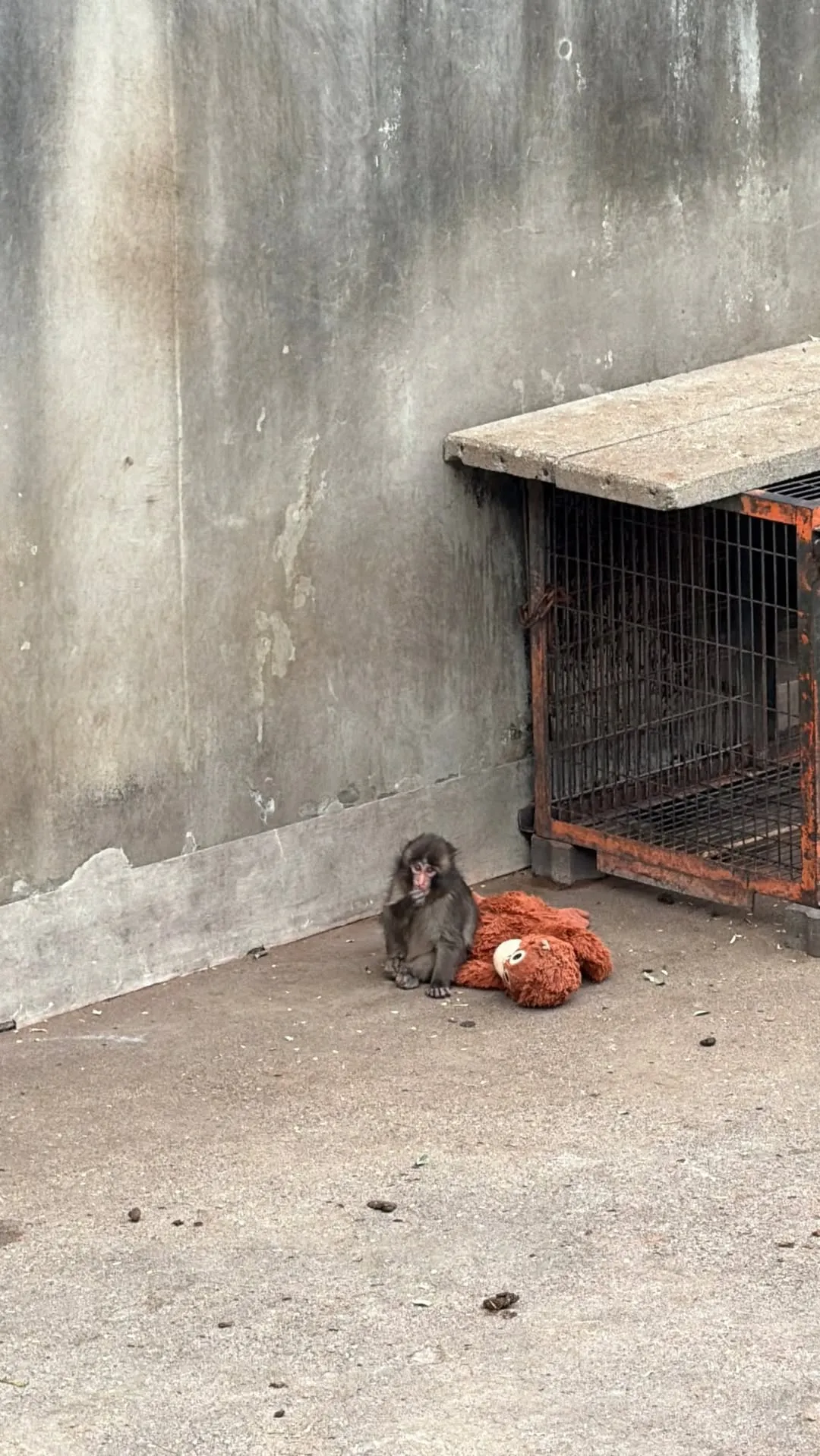 日本千葉縣市川動物園內的小獼猴「Panchi君」，因為坎坷身世和惹人憐愛的模樣爆紅。翻攝lisa IG
