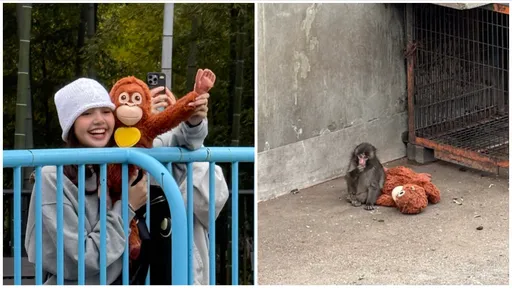 Lisa也迷坎坷小猴「Panchi君」　直奔動物園見牠露姨母笑