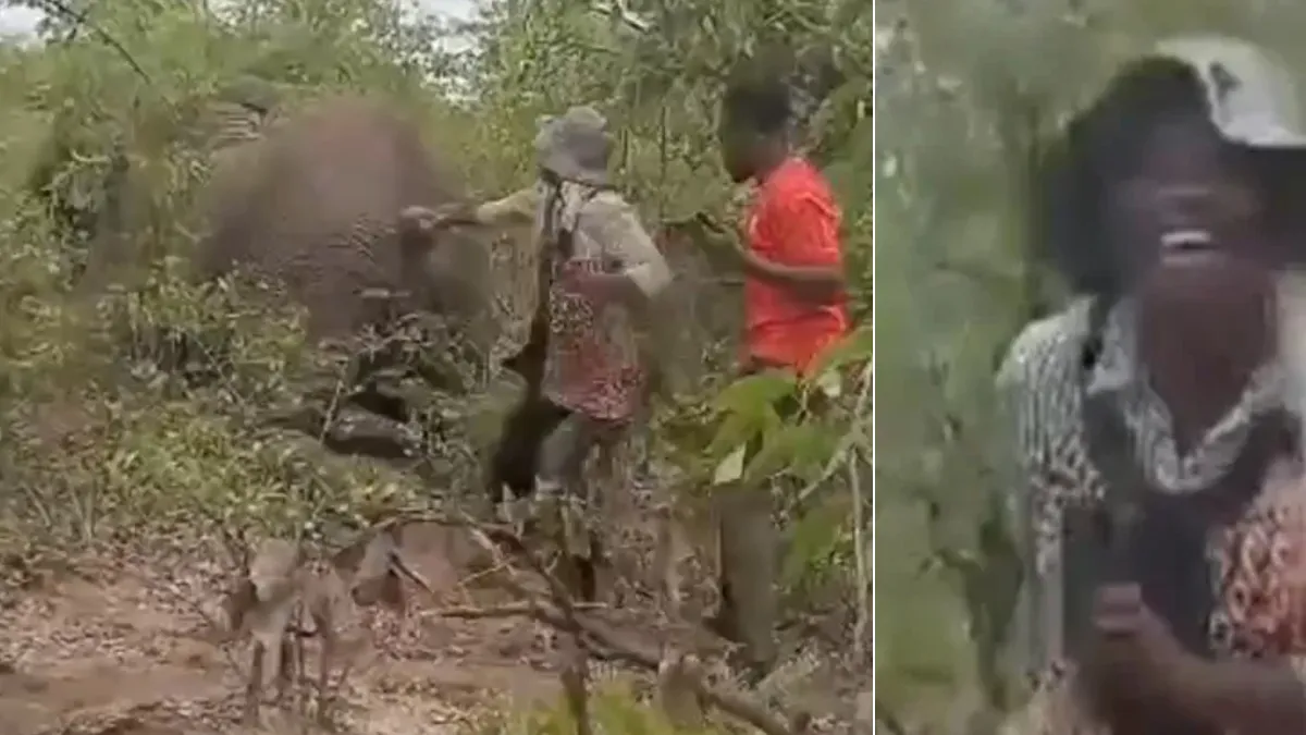 她拉扯受傷野象尾巴惡搞　6噸猛獸「假死誘敵」突襲踐踏奪命