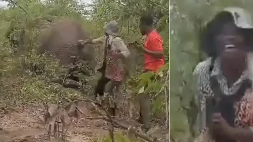 她拉扯受傷野象尾巴惡搞　6噸猛獸「假死誘敵」突襲踐踏奪命