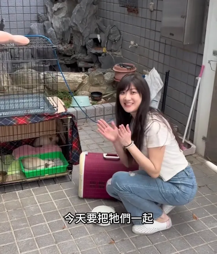林逸欣將浪幼貓送往北部。翻攝林逸欣臉書