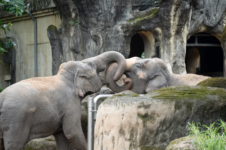 陪伴遊客近30年的熱帶雨林區將啟動重建工程。台北市立動物園提供