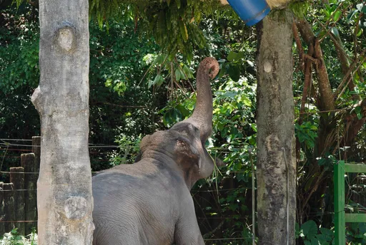 大象打沙包？藍色神祕桶曝光　北市動物園宣布今年搬家