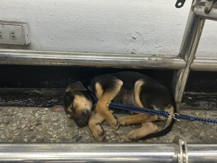 通緝犯愛犬也一同進警局，綁在主人旁邊。翻攝畫面