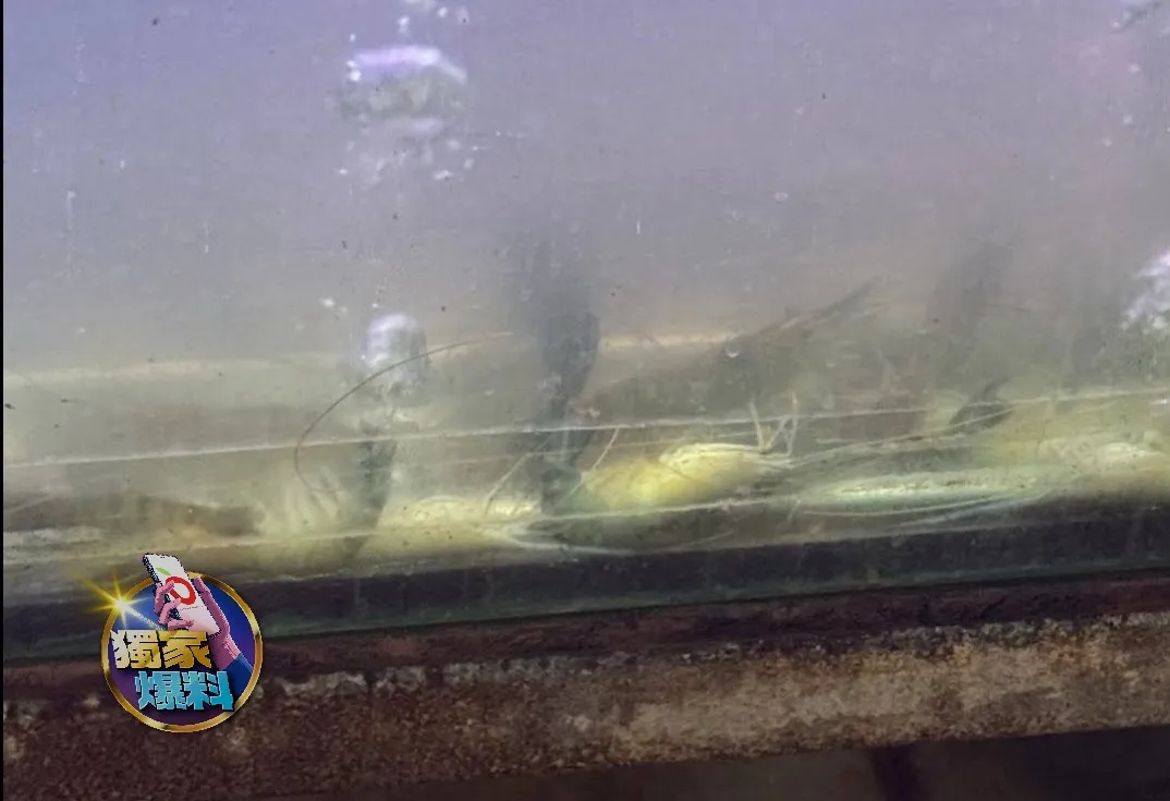 獨家投訴｜初二吃到飽用餐竟成噩夢...水缸死蝦店家不管　婆孫4人拉到開工